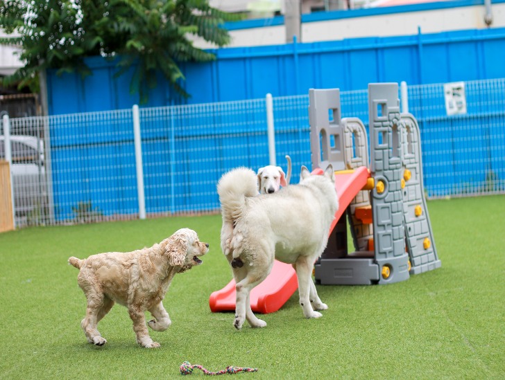 5 Backyard Dog Playground Ideas You Can Build (With Pictures)