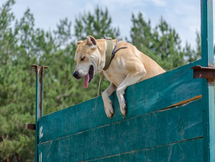 A dog jumping at a climbing wall. 
